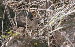 Image of Small Ground Finch