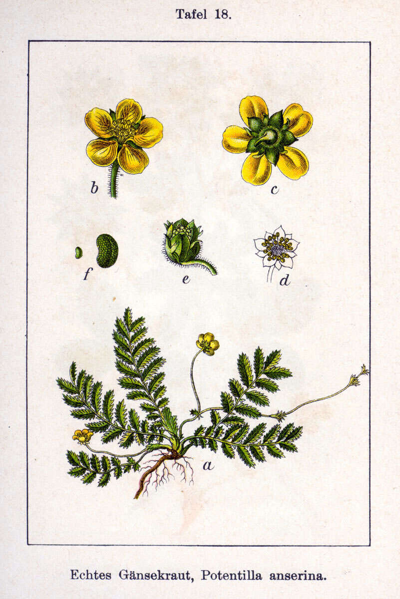 Image of silverweed cinquefoil