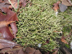 Image of cup lichen