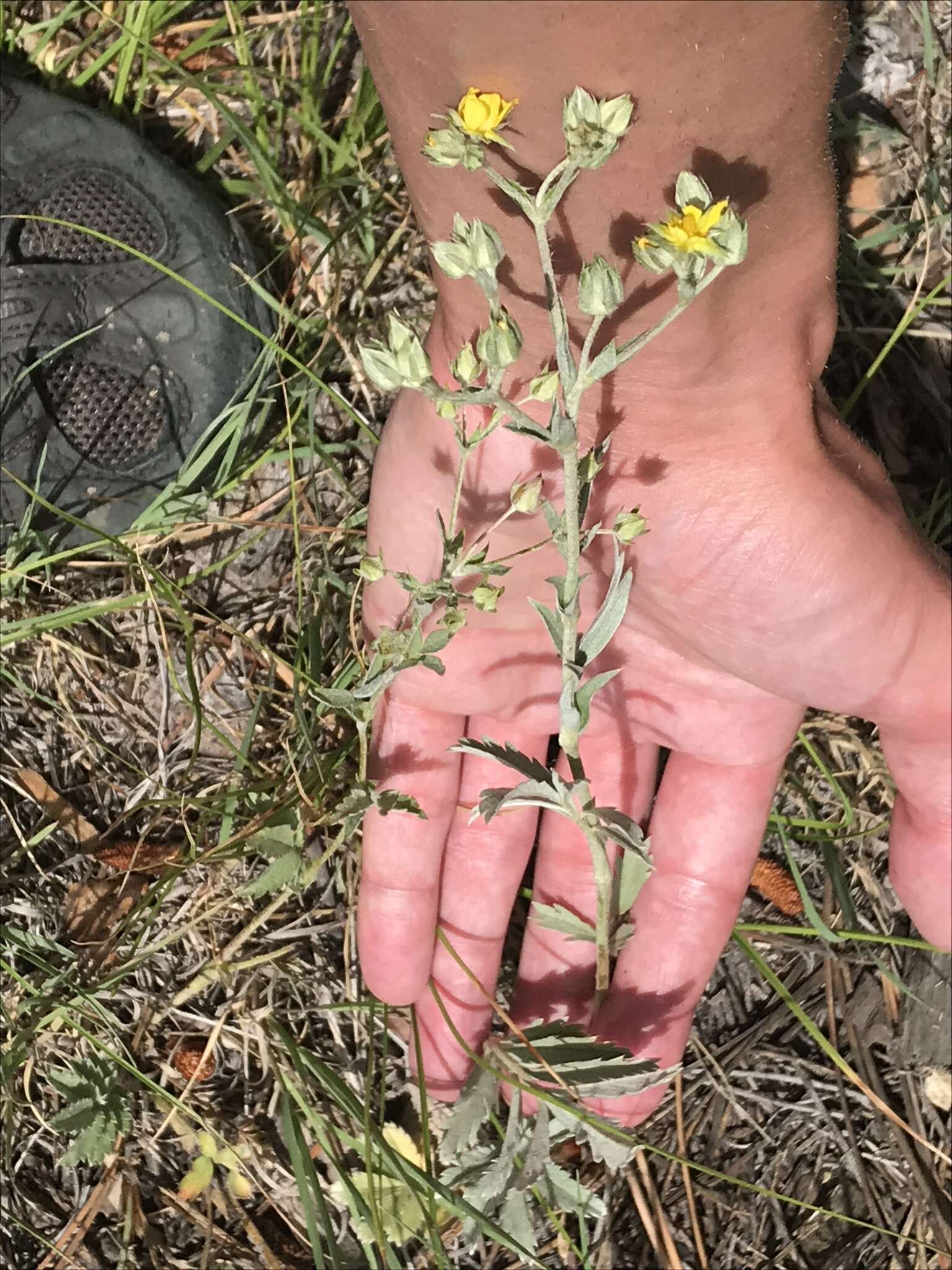 Image of woolly cinquefoil