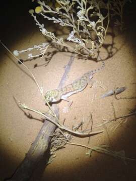 Image of Anderson's Short-fingered Gecko