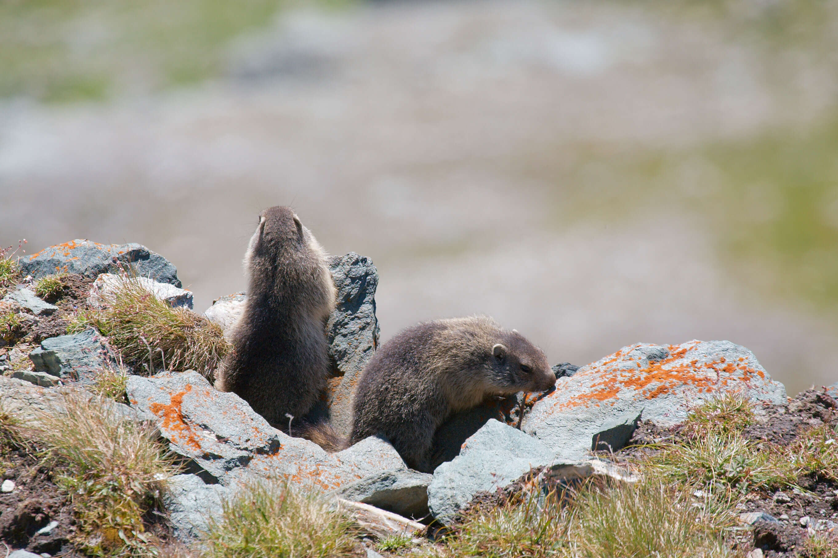 Imagem de Marmota marmota (Linnaeus 1758)