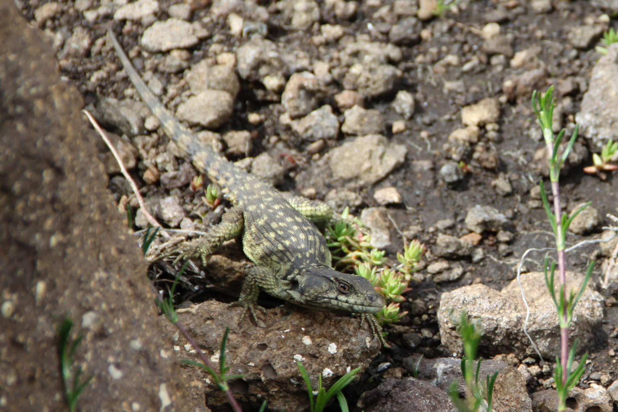 Image de Lézard des rochers du Drakensberg