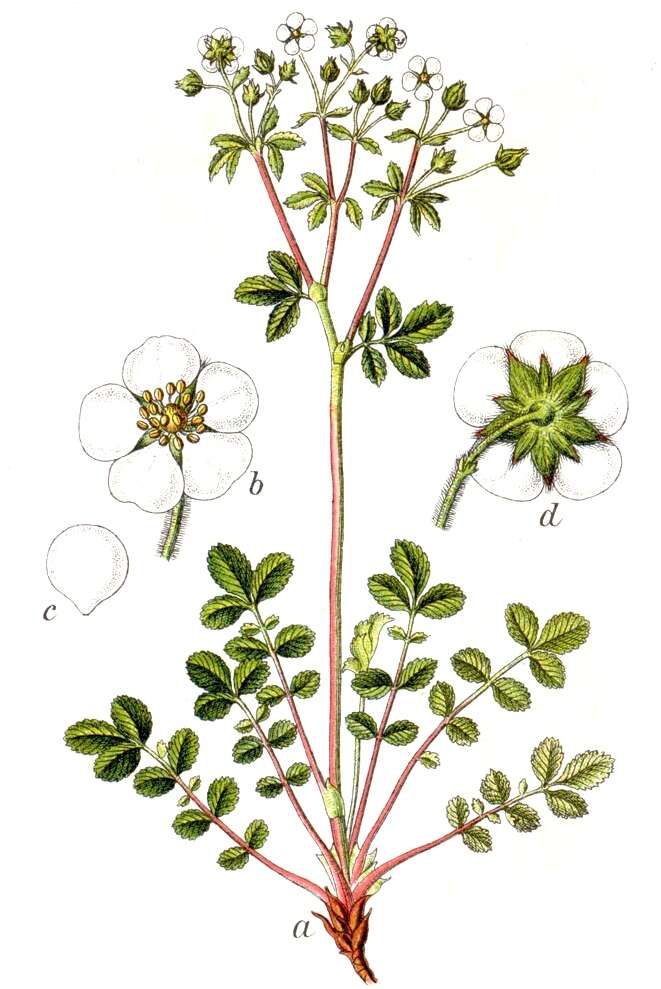 Image of Drymocallis rupestris (L.) J. Soják