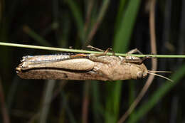 Image of Oraistes luridus Karsch 1896