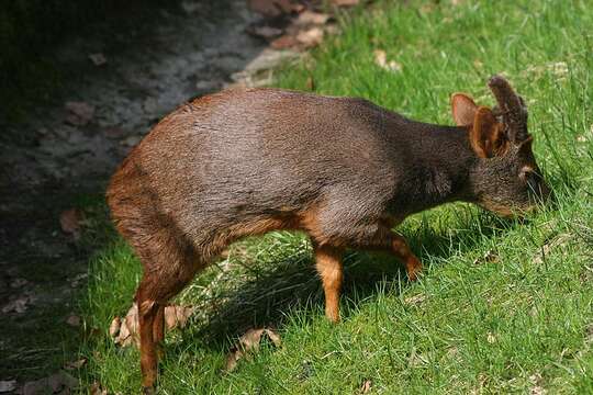 Image of Pudú