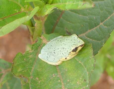 Image de Raorchestes akroparallagi (Biju & Bossuyt 2009)