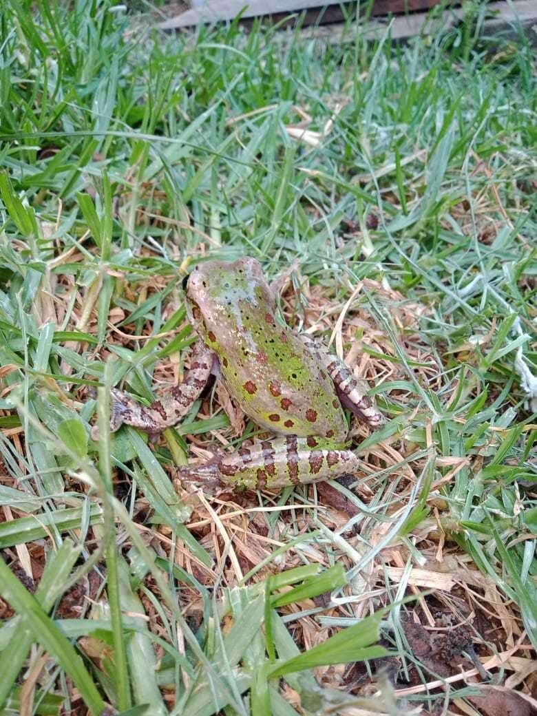 Image of Porthole Treefrog