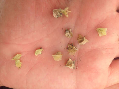 Image of pink sand verbena