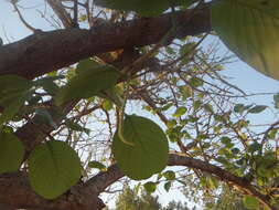 Coccoloba caracasana Meisn. resmi