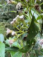 Image of Ageratina popayanensis (Hieron.) R. King & H. Rob.