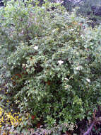 Image of dog rose