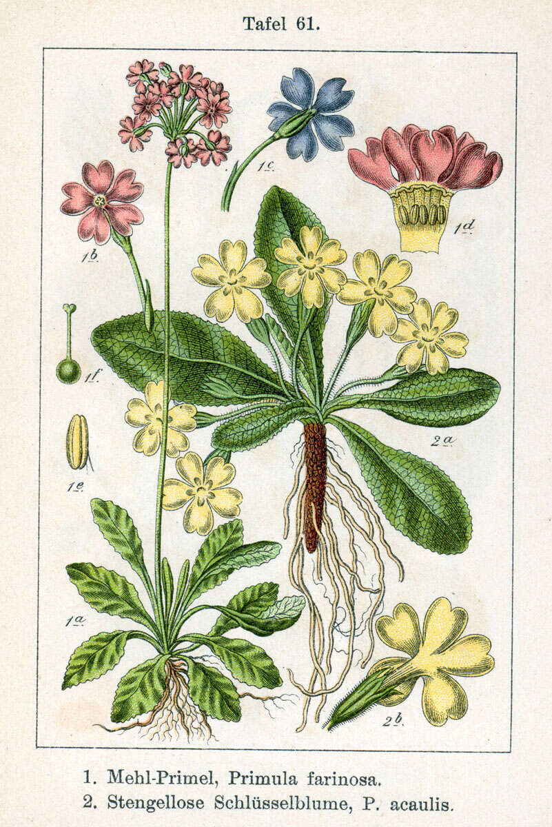 Plancia ëd Primula farinosa L.