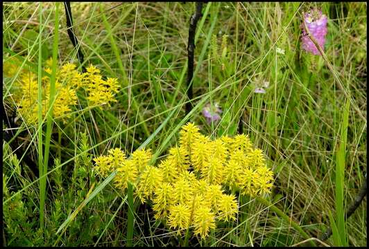 Image de Polygala cymosa Walt.