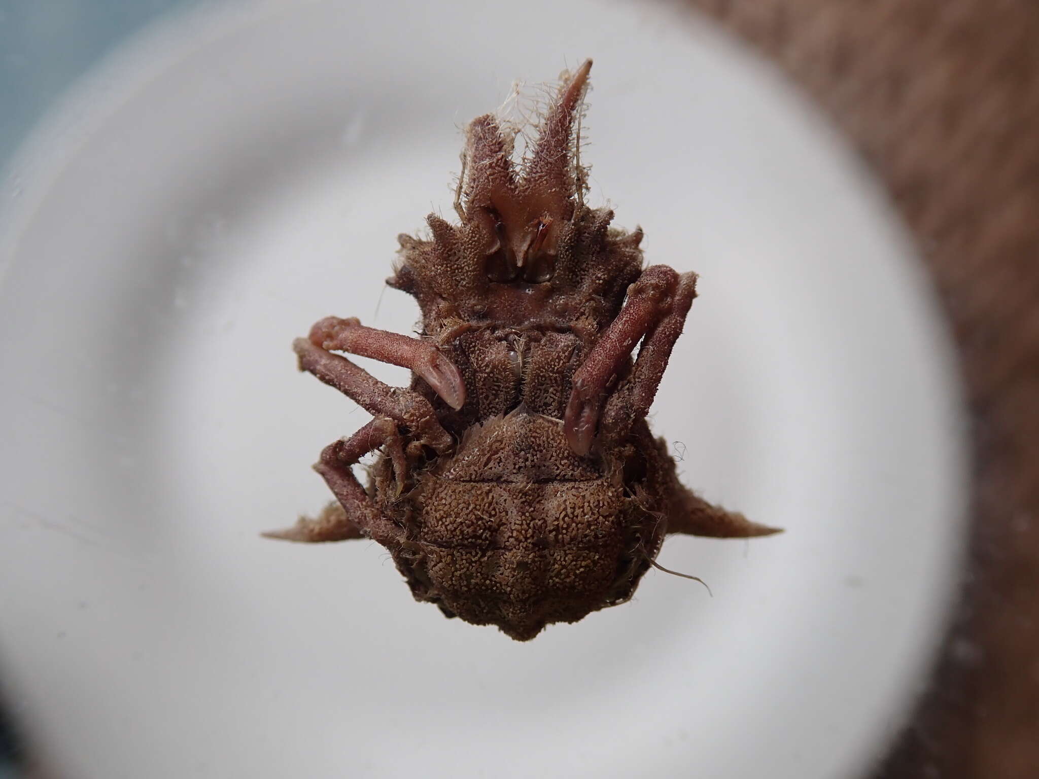 Image of Florida decorator crab