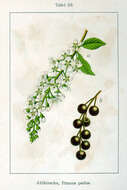 Image of Bird Cherry