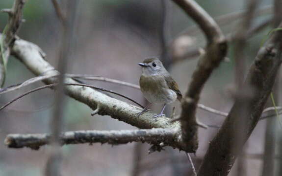 Image of Fulvous-chested Jungle Flycatcher