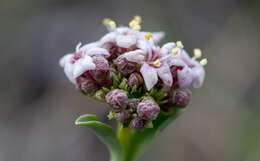 Image of Valeriana carnosa Sm.