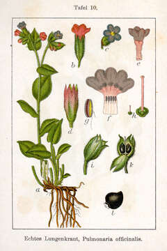 Plancia ëd Pulmonaria officinalis L.