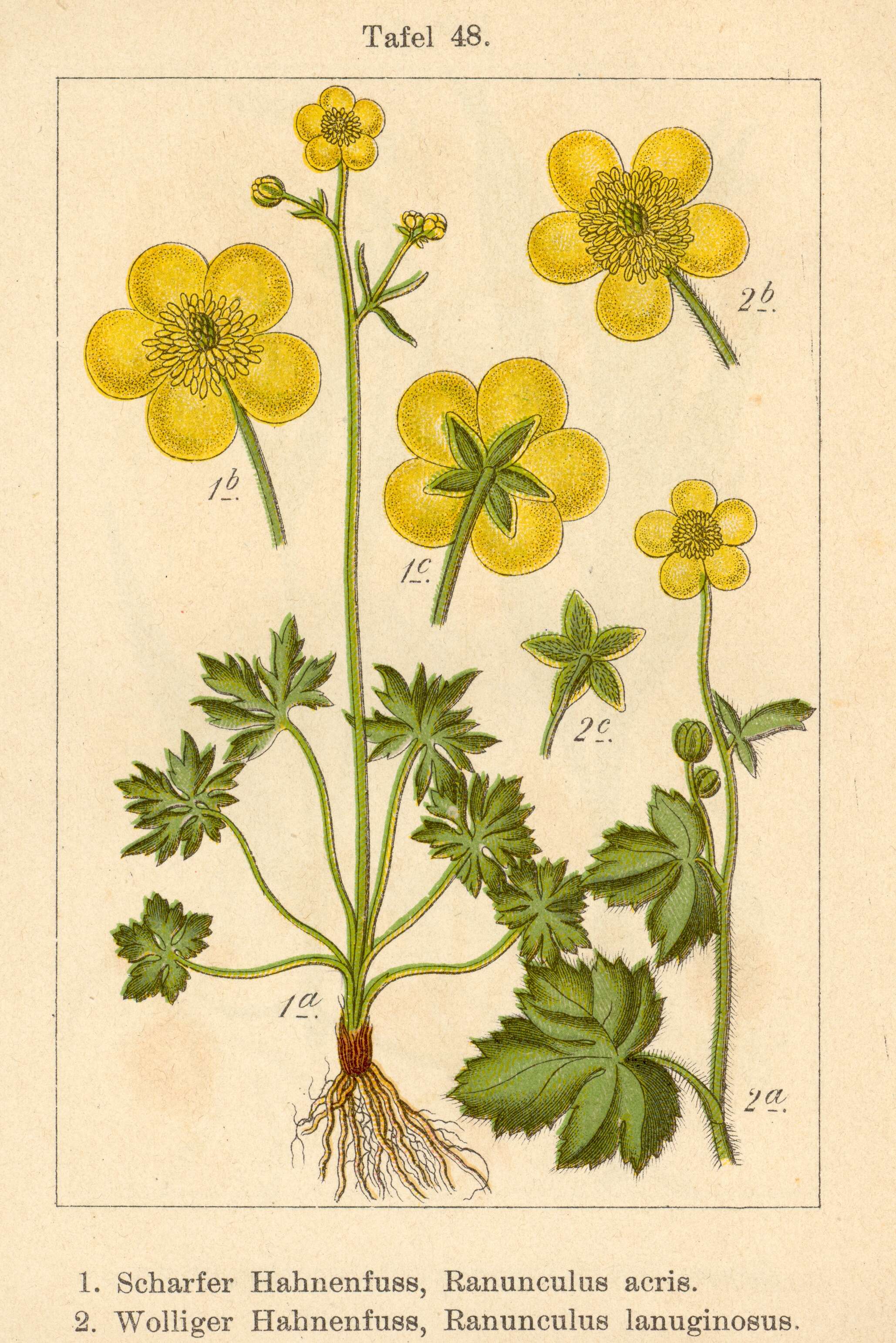 Plancia ëd Ranunculus acris L.