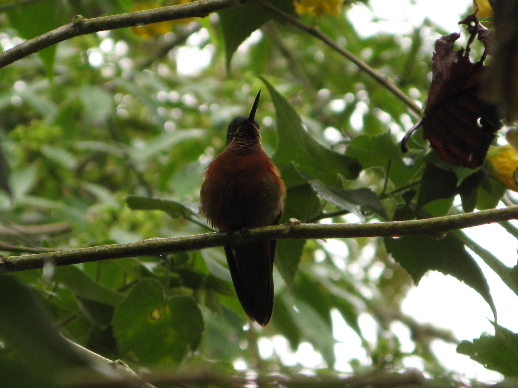 Image of Chestnut-breasted Coronet