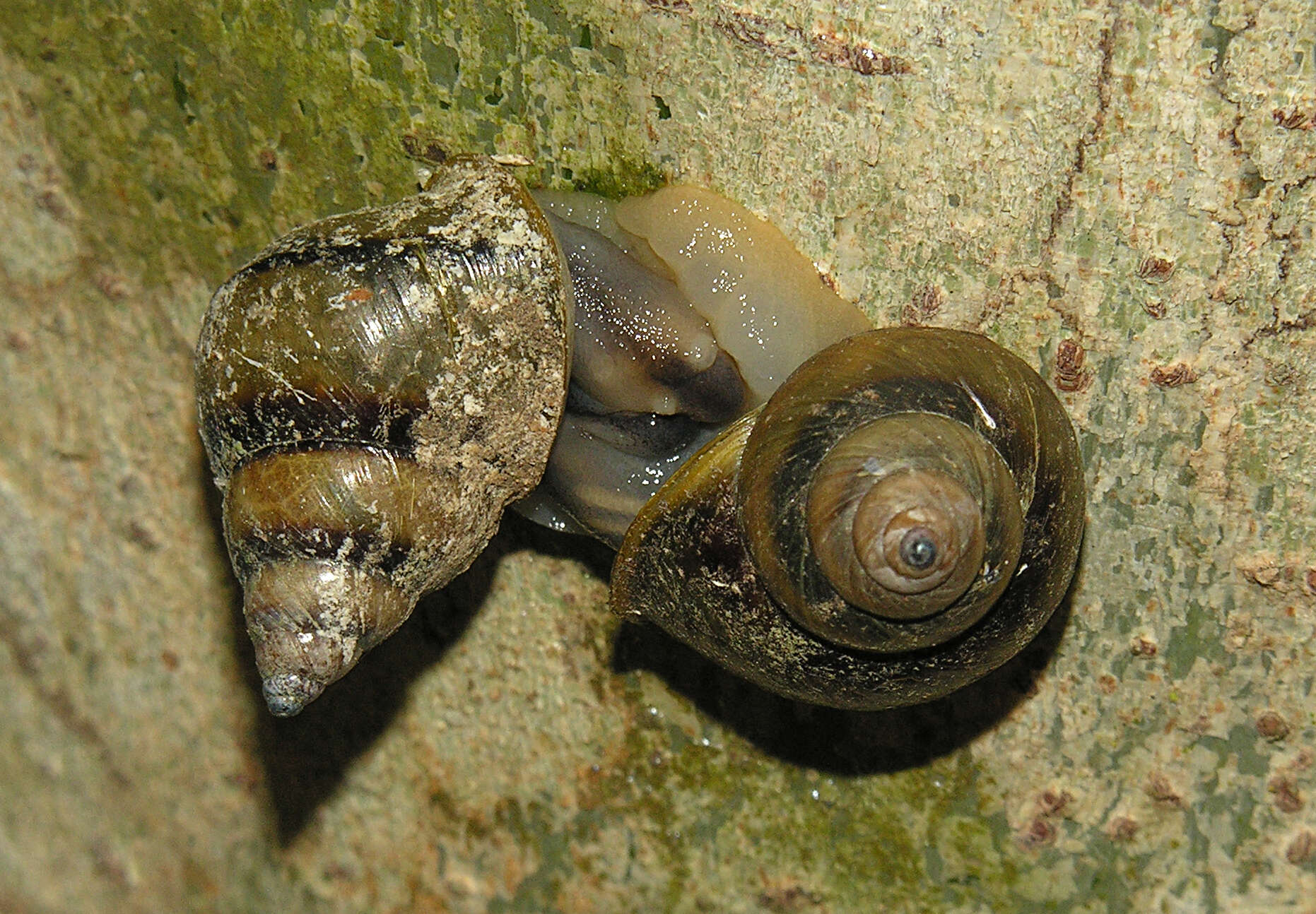 Image de Gittenedouardia arenicola (Benson 1856)