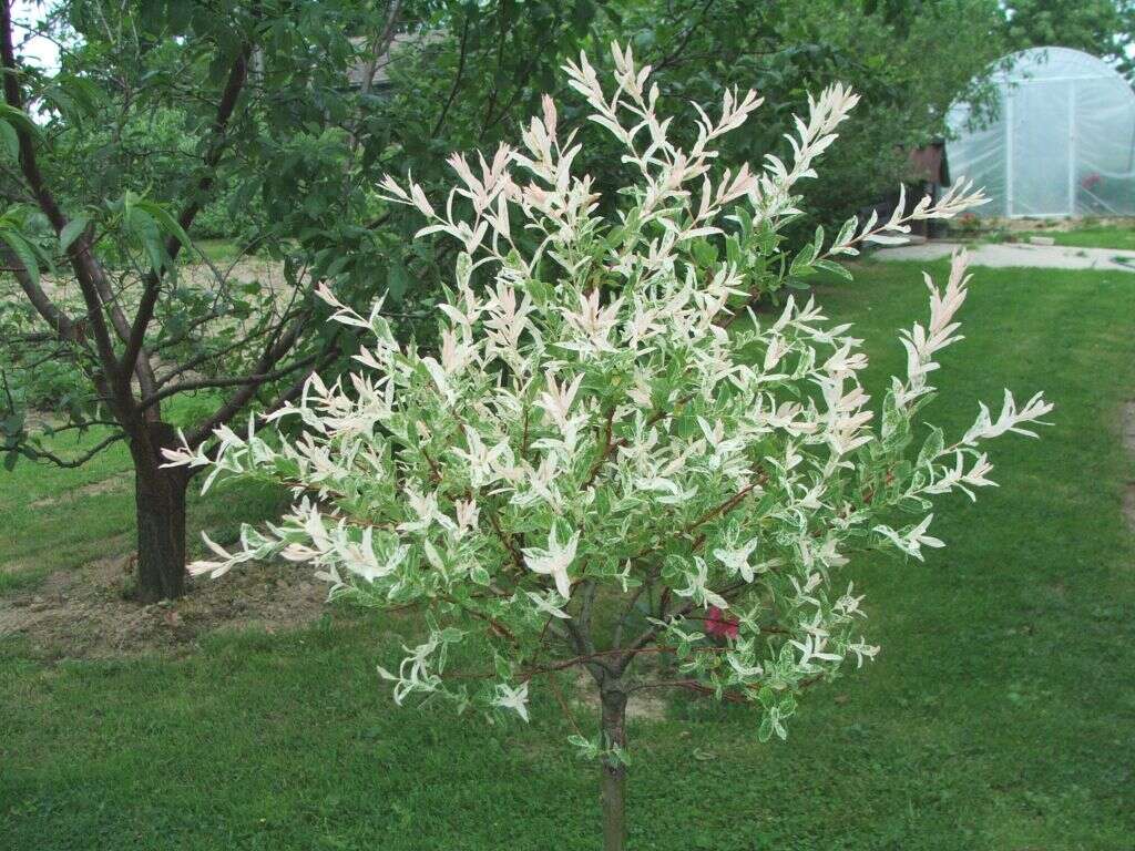 Image of Salix integra Thunb.