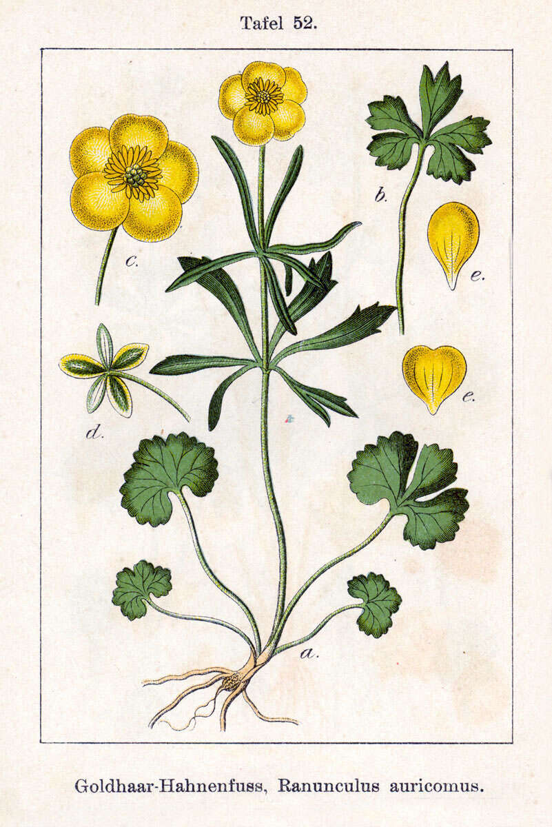 Image of Goldilocks Buttercup