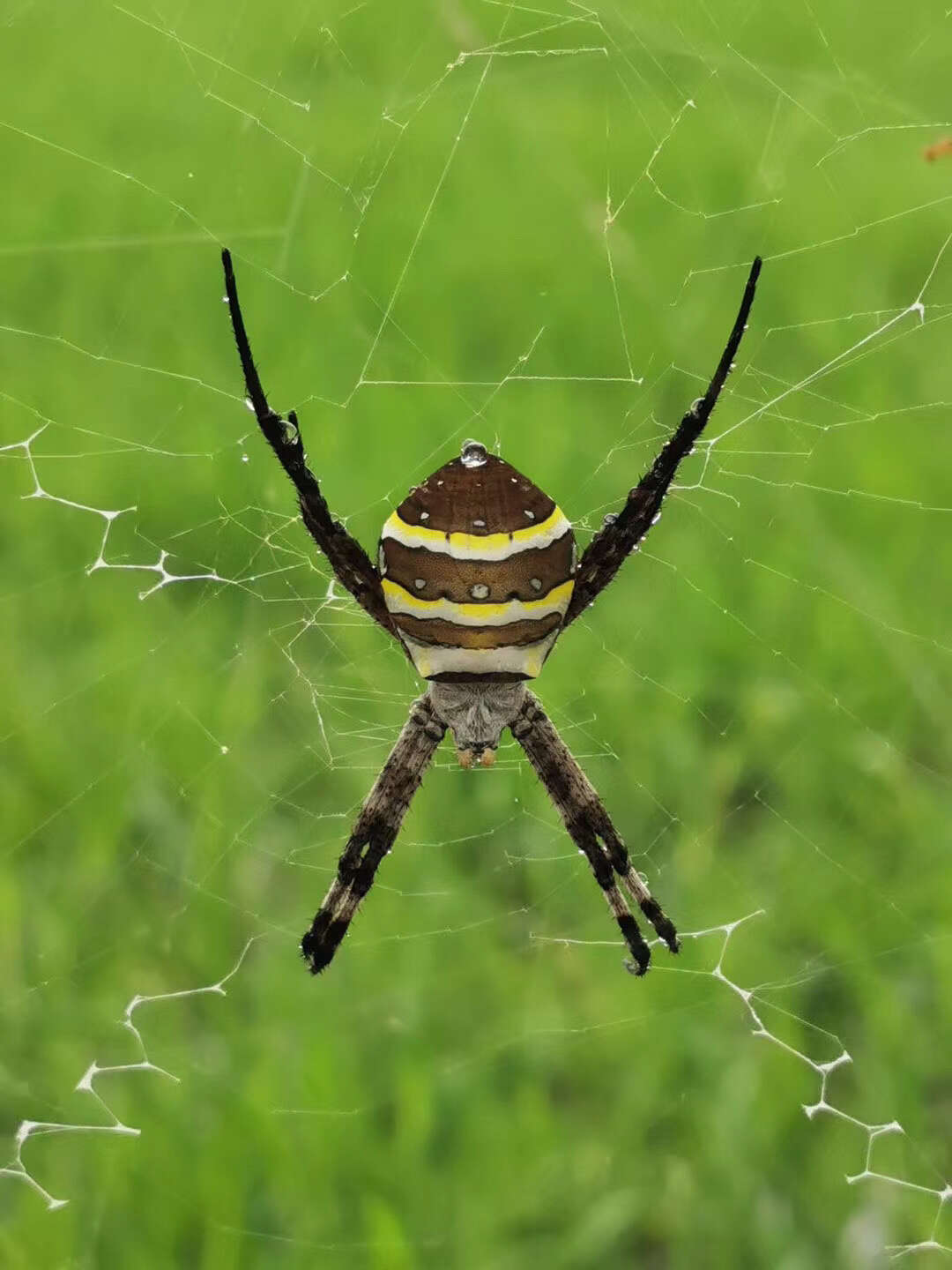 Image of Argiope amoena L. Koch 1878