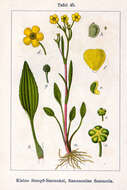 Image of Lesser Spearwort