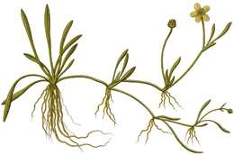 Image of Lesser Spearwort