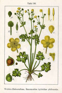 Image of hairy buttercup