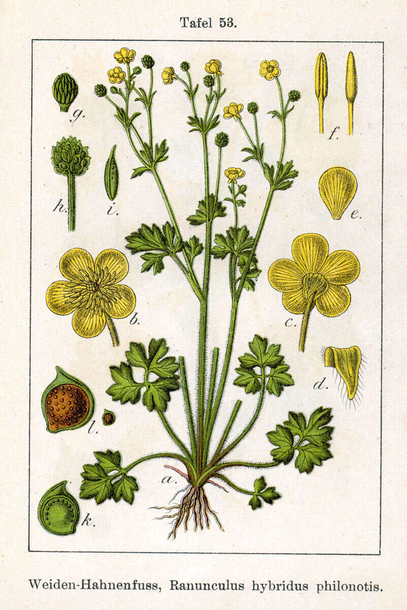 Image of hairy buttercup