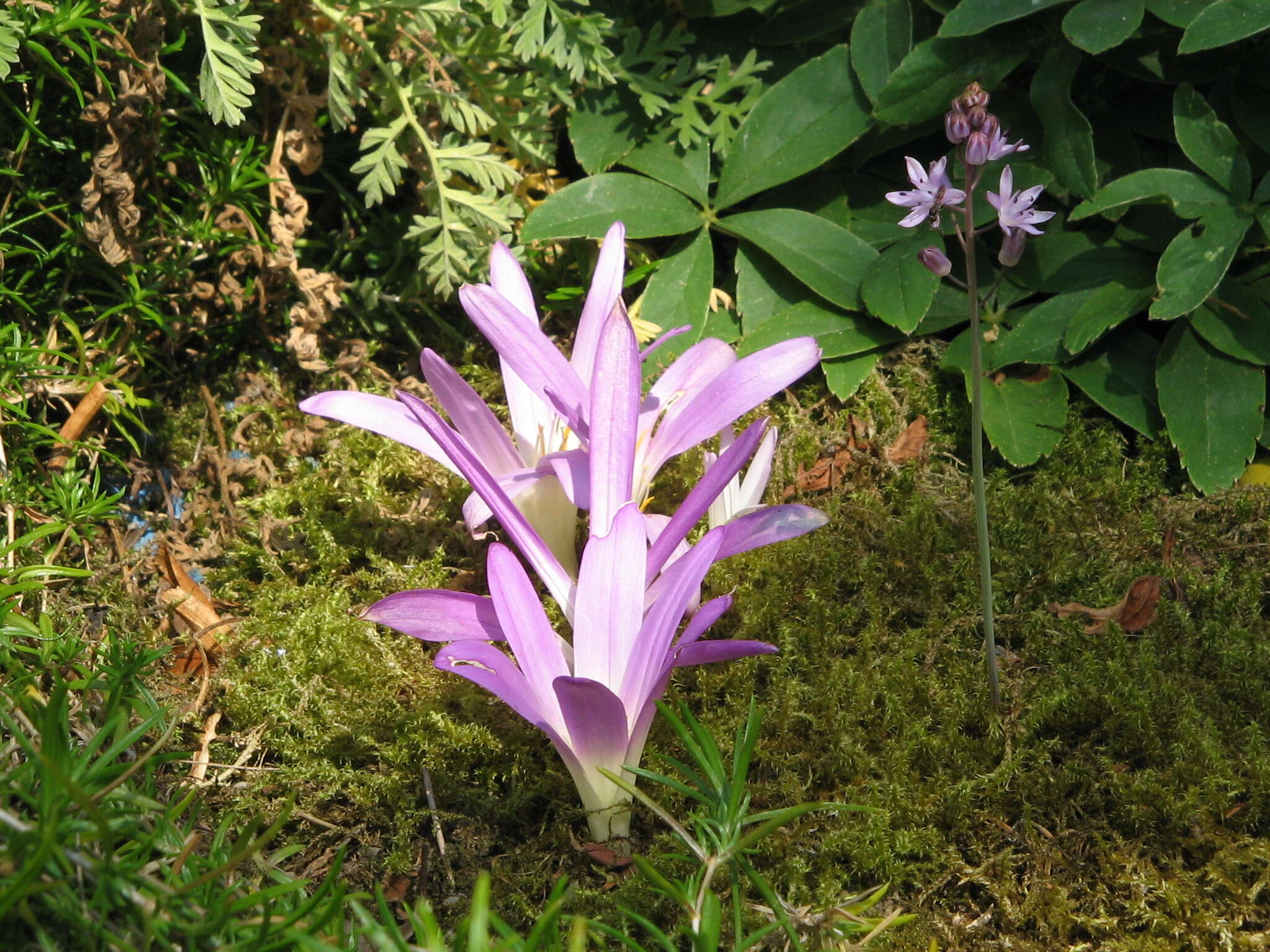 Image of autumn squill