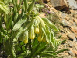 صورة Onosma tricerosperma Lag.