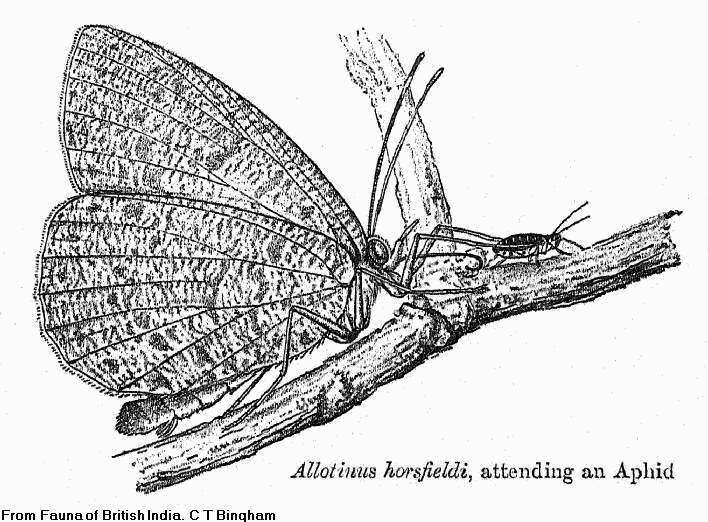 Image of Paragerydus horsfieldi (Moore 1857)