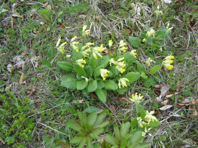 Image of Cowslip