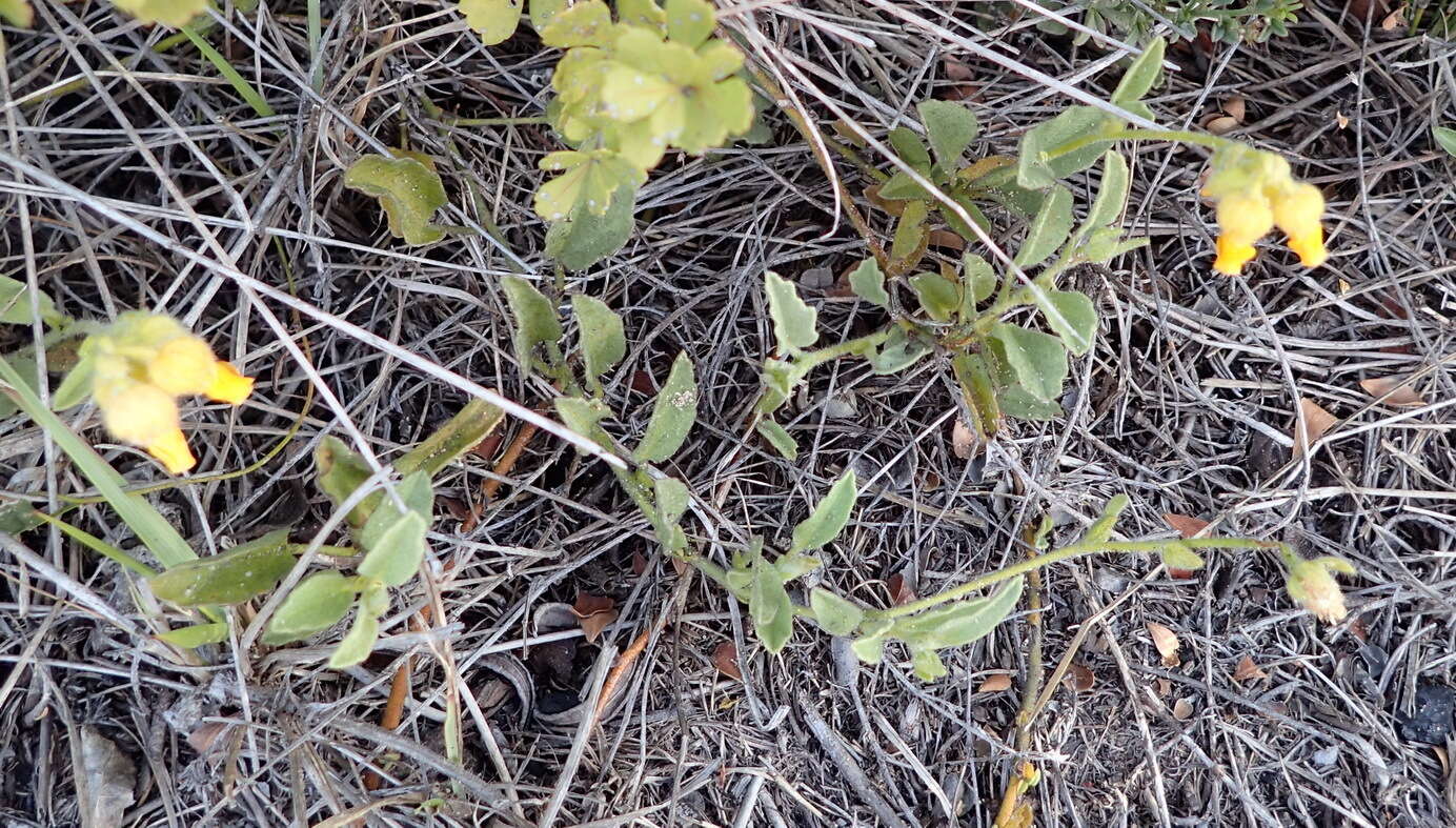 Image of Hermannia decumbens Willd.