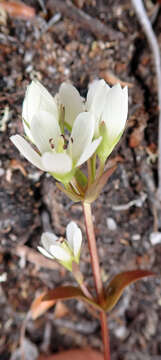 Image de Gentianella chathamica (Cheeseman) T. N. Ho & S. W. Liu