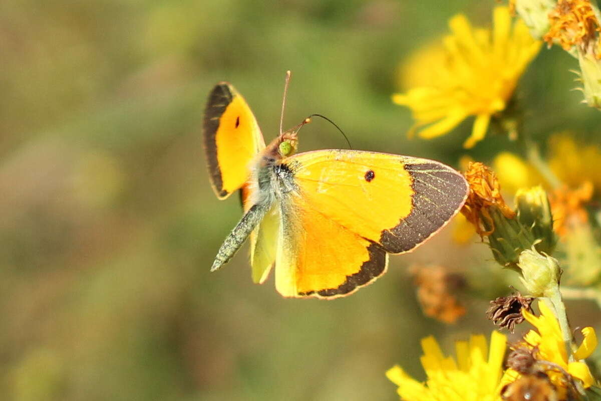 Image of Colias myrmidone (Esper 1781)