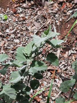 Hibiscus waterbergensis Exell的圖片