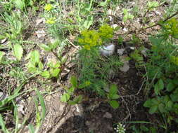 Image of Cypress Spurge