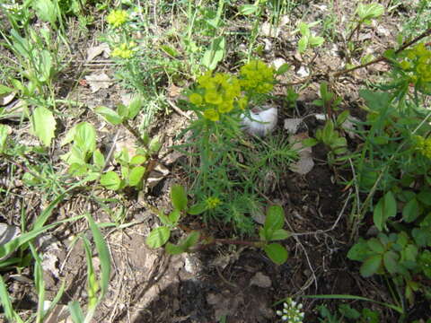 Image de Euphorbe petit cyprès