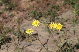 Image of California ragwort