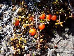 Image of Coprosma perpusilla subsp. perpusilla