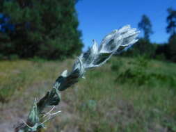 Image of field cudweed