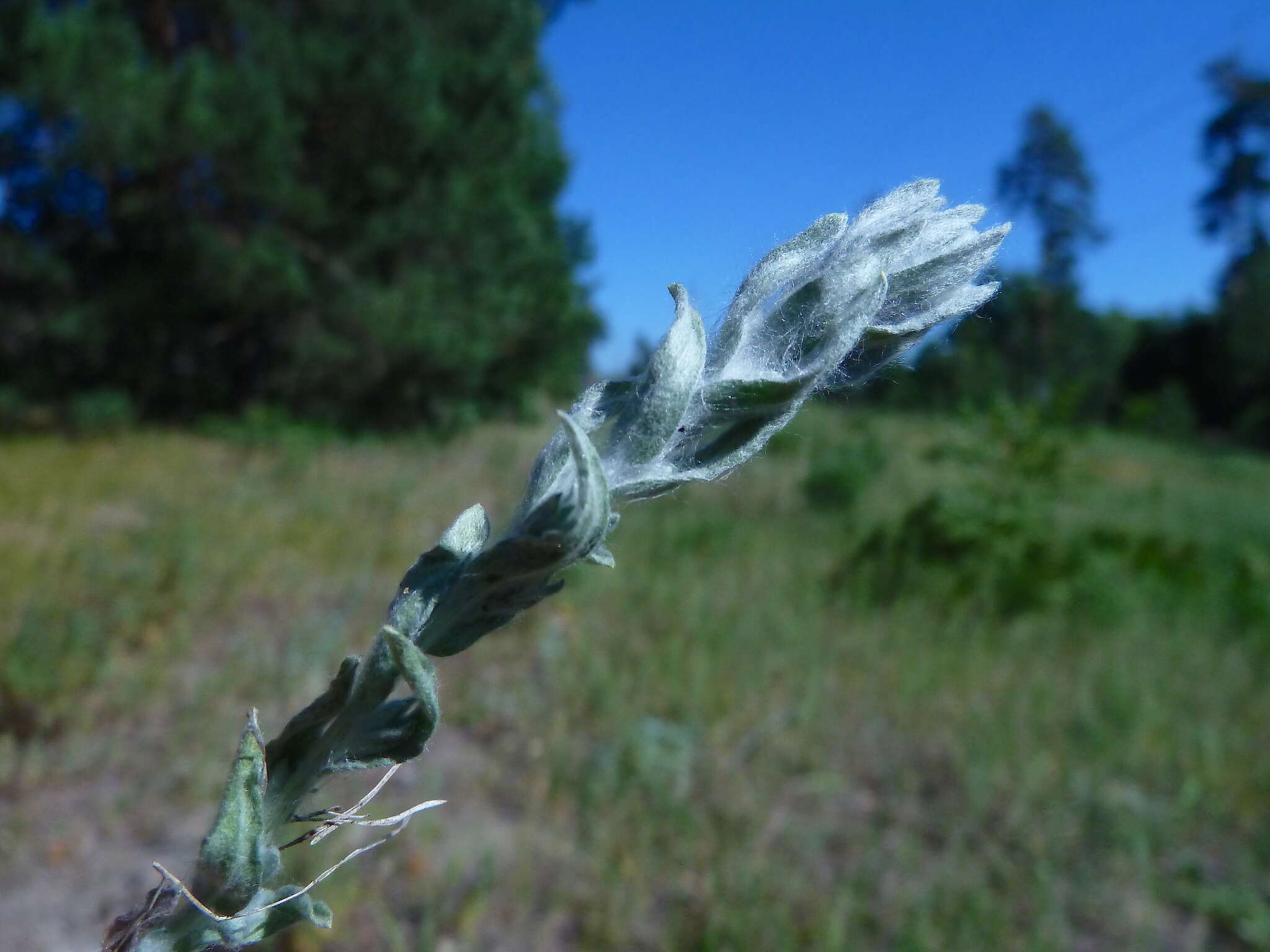 Plancia ëd Logfia arvensis (L.) Holub