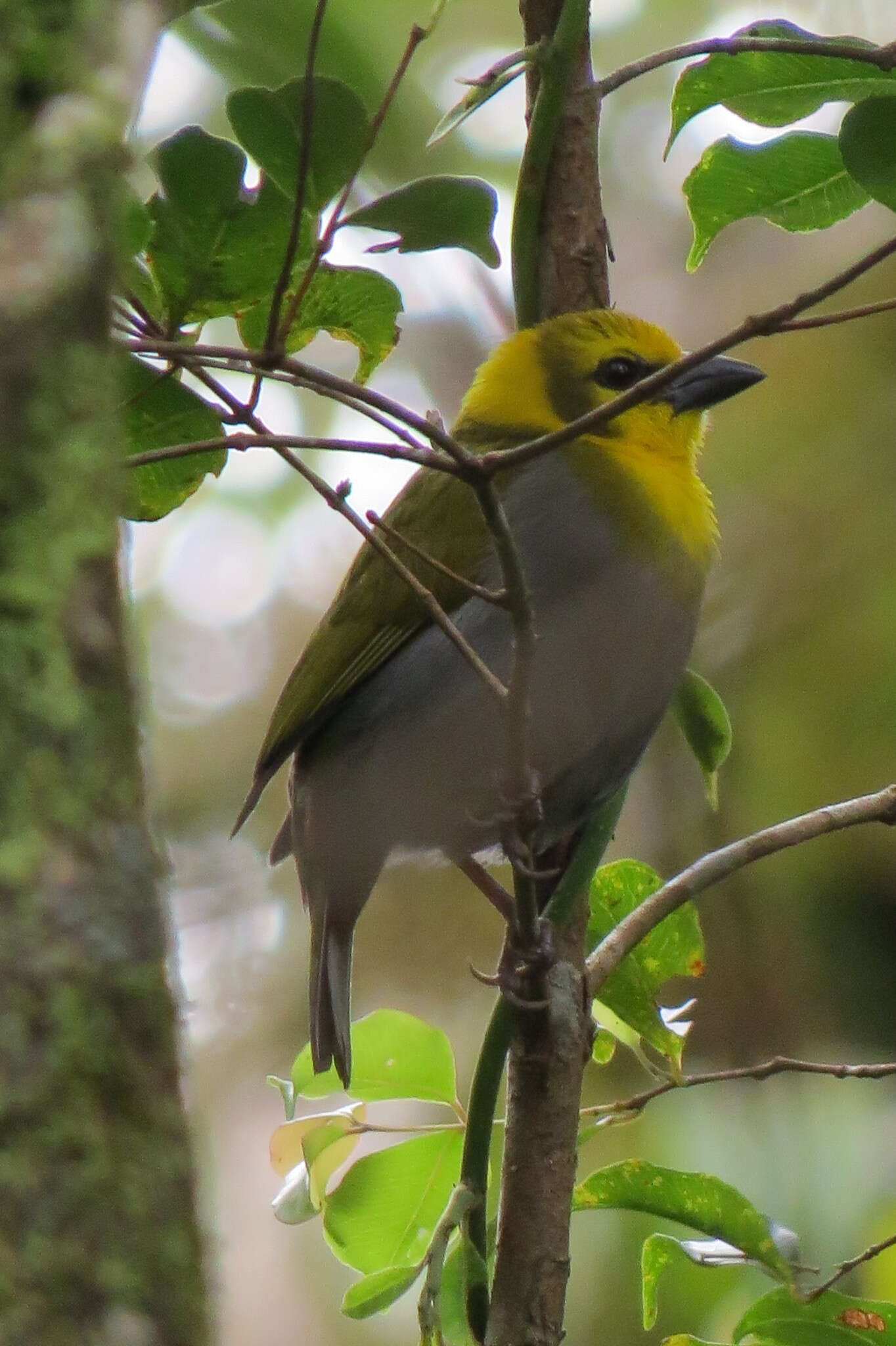 Image of Nelicourvi Weaver