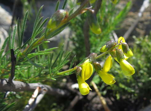 Image of <i>Wiborgiella mucronata</i>