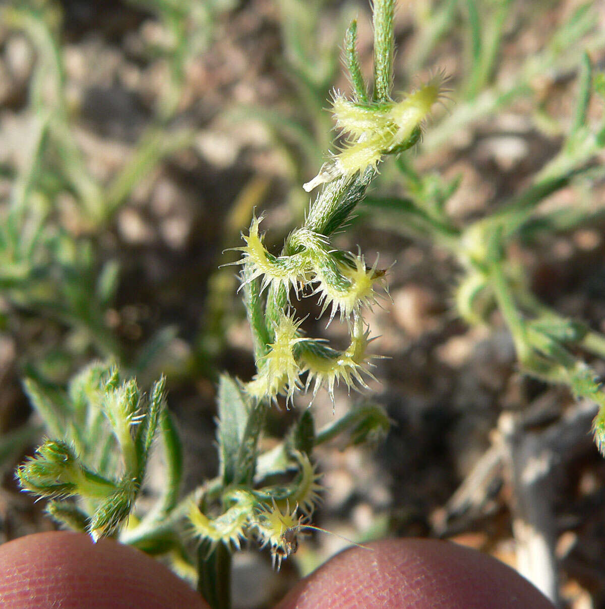 Image of curvenut combseed